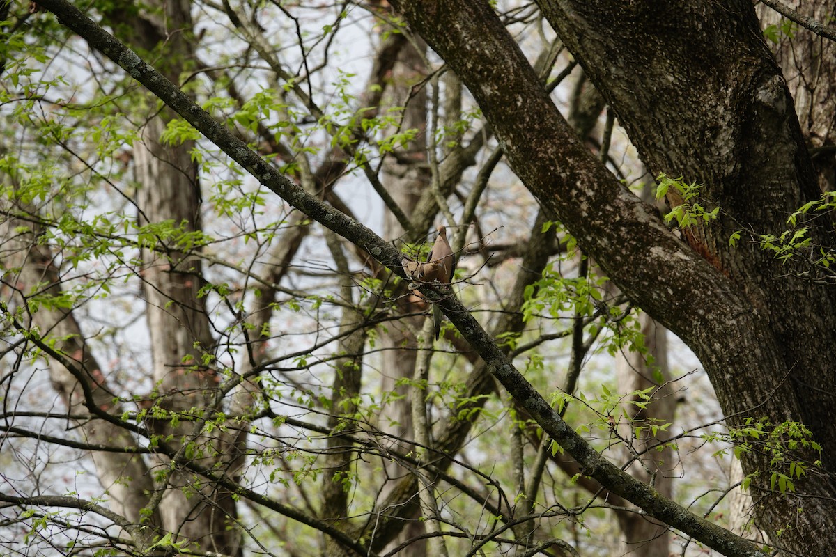 Mourning Dove - ML655476510