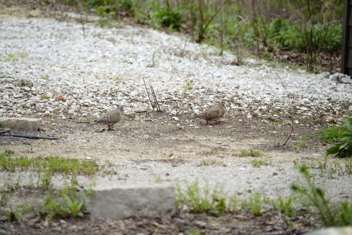 Mourning Dove - ML655476511
