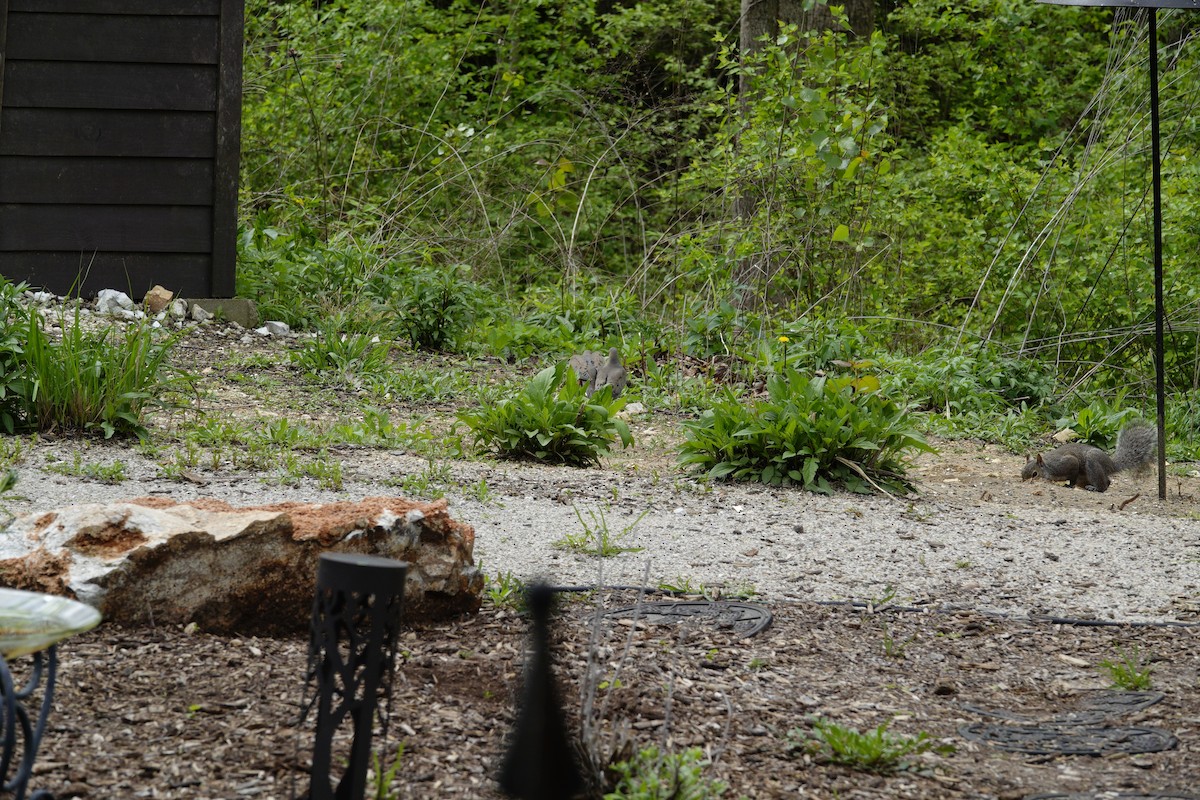 Mourning Dove - ML655476512