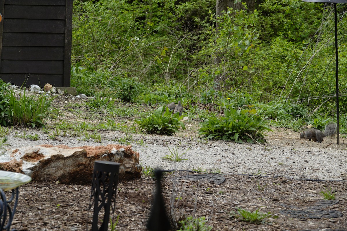 Mourning Dove - ML655476513