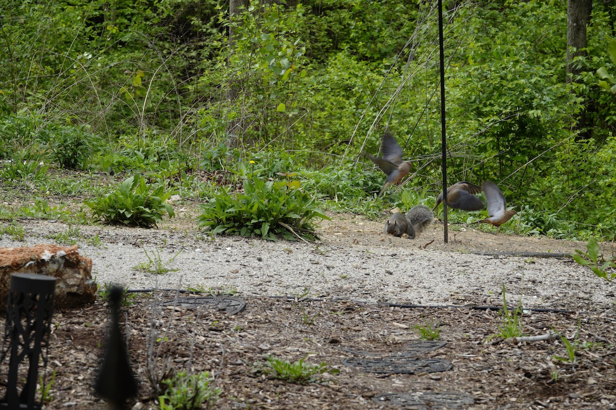 Mourning Dove - ML655476514