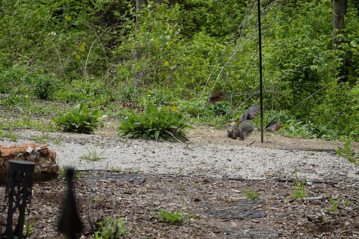 Mourning Dove - ML655476515