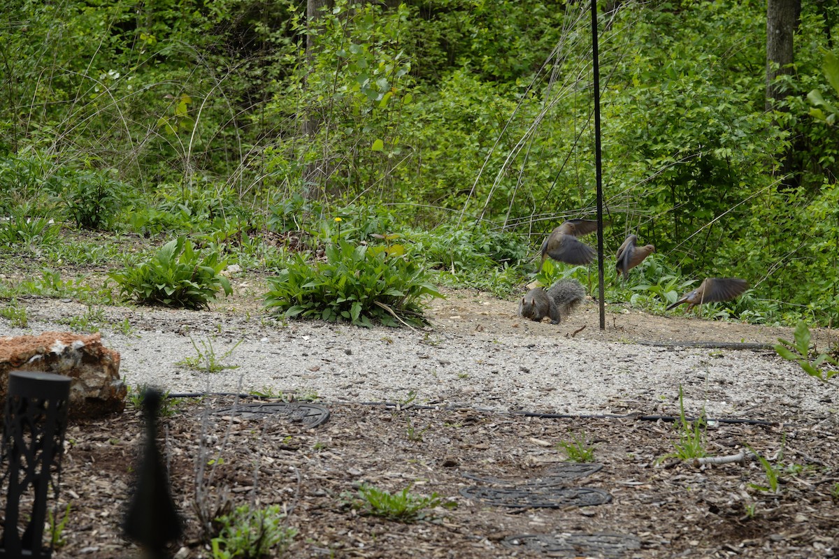 Mourning Dove - ML655476516