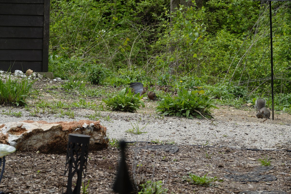 Mourning Dove - ML655476517