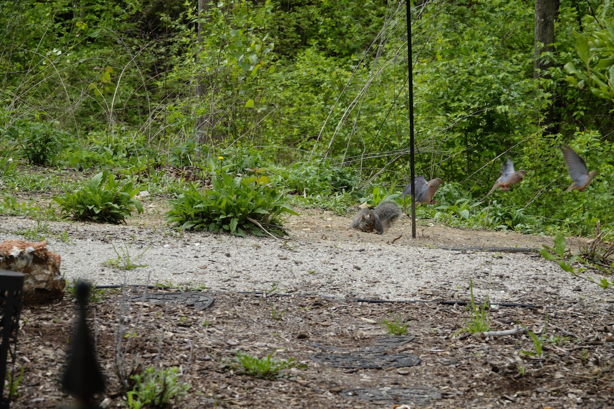 Mourning Dove - ML655476518