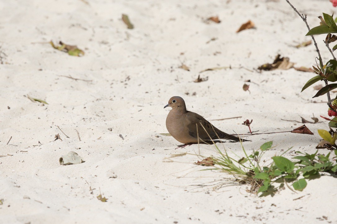 Mourning Dove - ML655477097