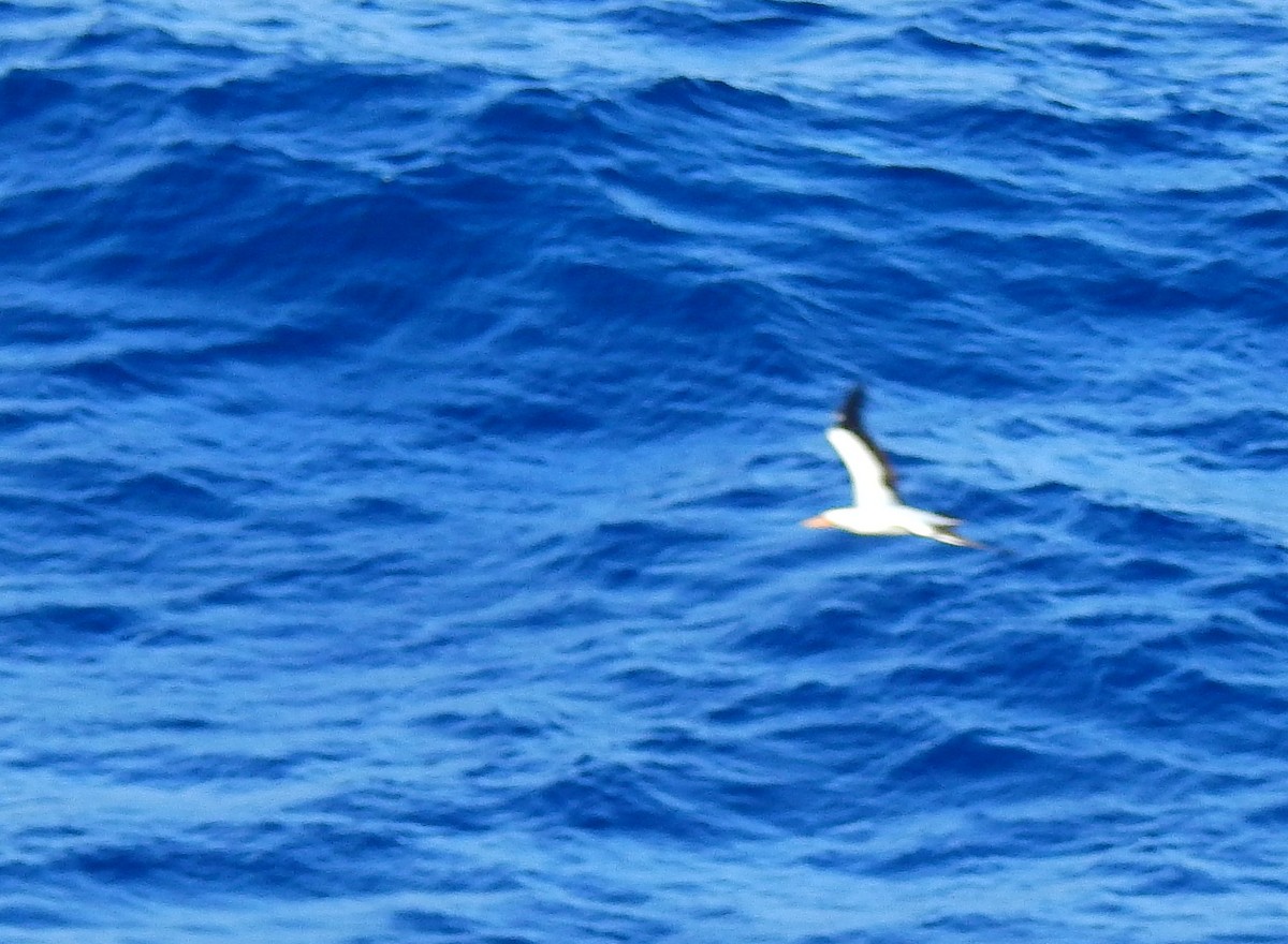 Masked Booby - ML655477146