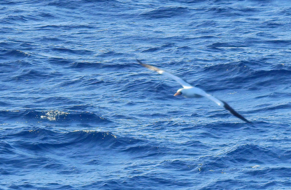 Masked Booby - ML655477147