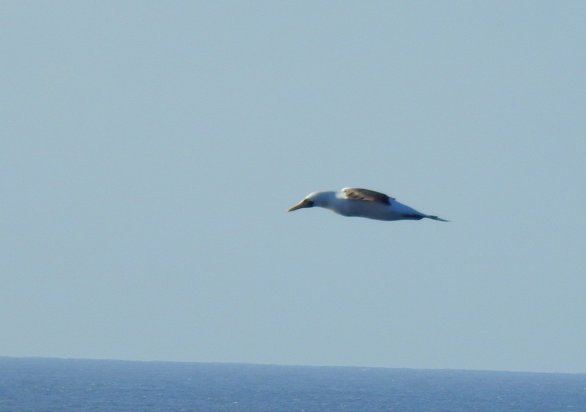 Masked Booby - ML655477148