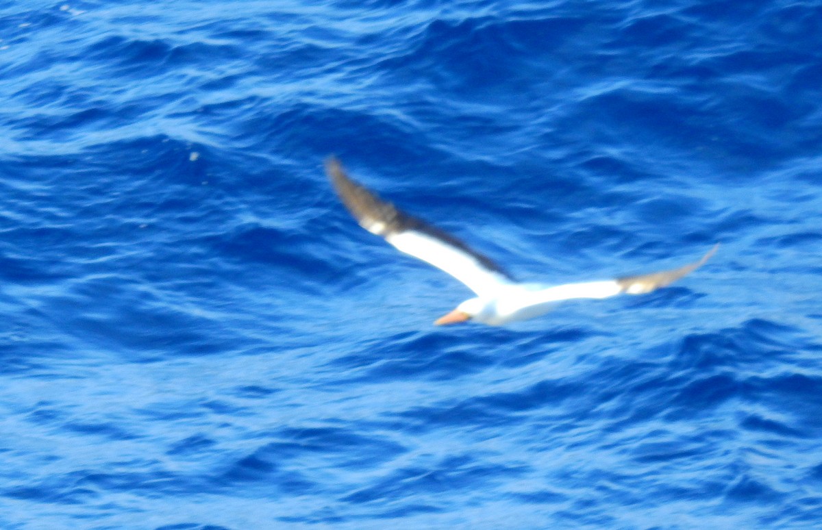 Masked Booby - ML655477149