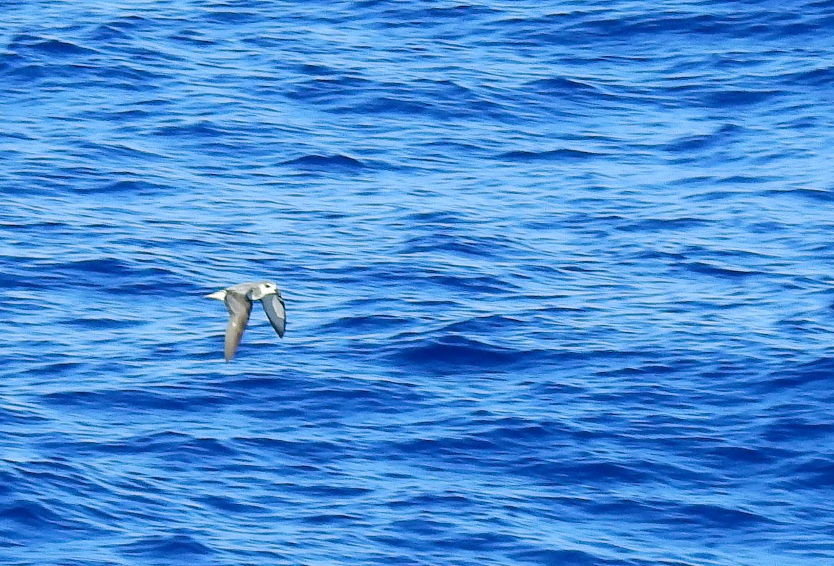 Masatierra Petrel - ML655477170