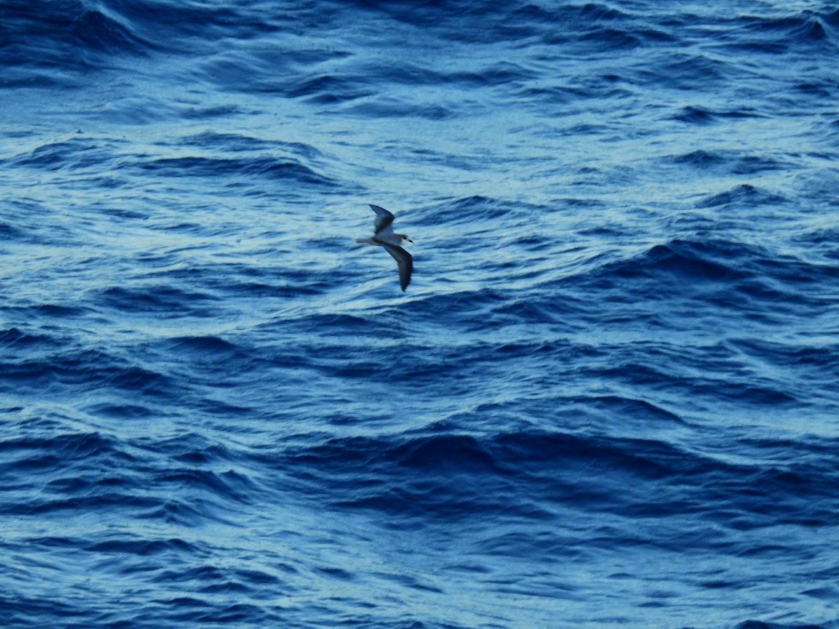 Masatierra Petrel - ML655477171
