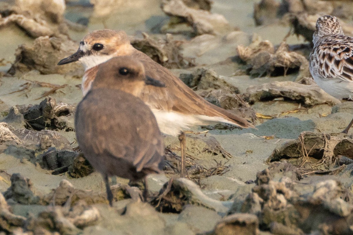 Tibetan Sand-Plover - ML655477236
