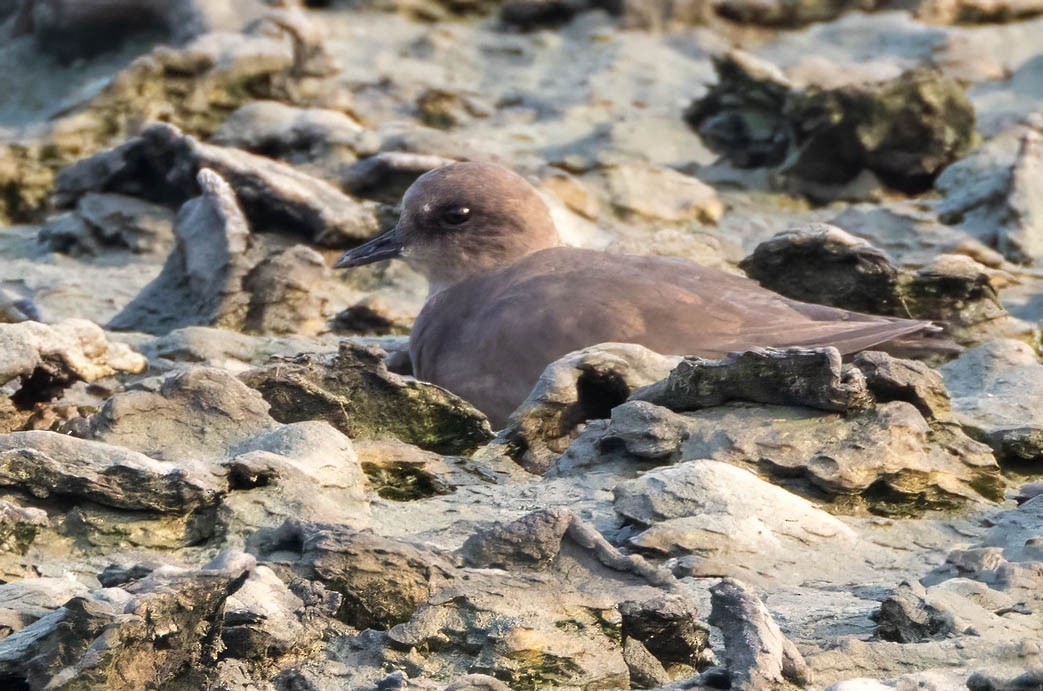 Tibetan Sand-Plover - ML655477238