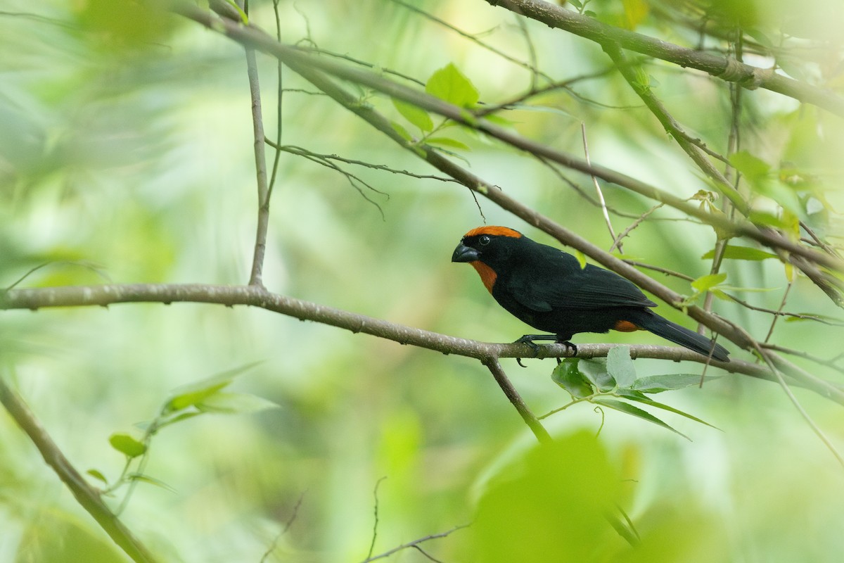 Puerto Rican Bullfinch - ML655477601