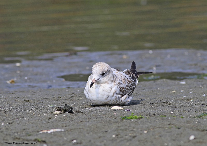 Ring-billed Gull - ML65547761