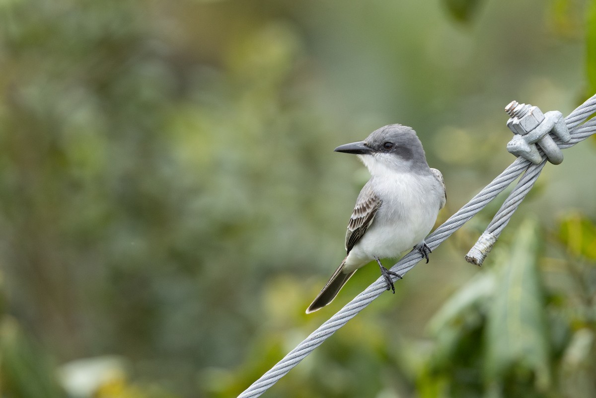 Gray Kingbird - ML655477728