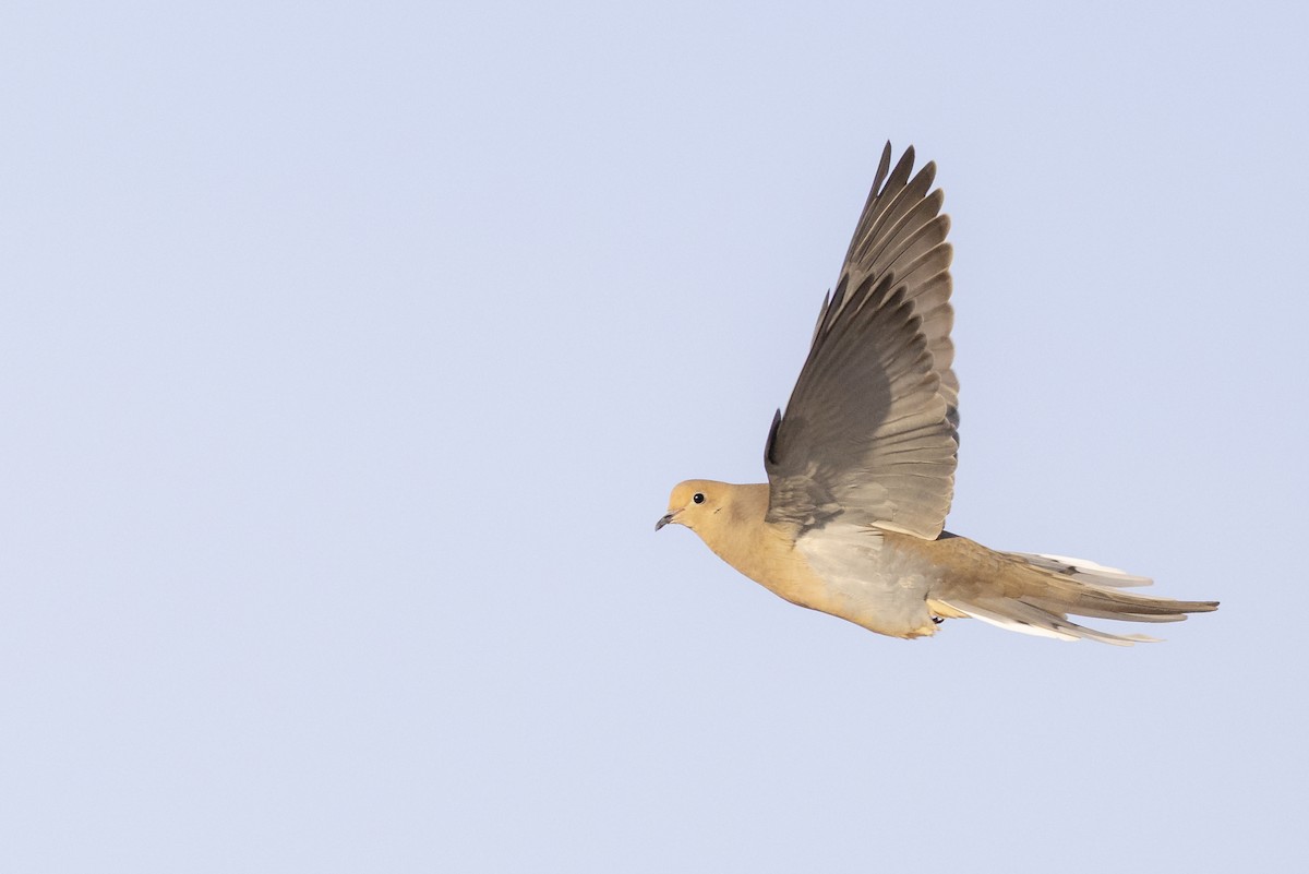 Mourning Dove - ML655477801