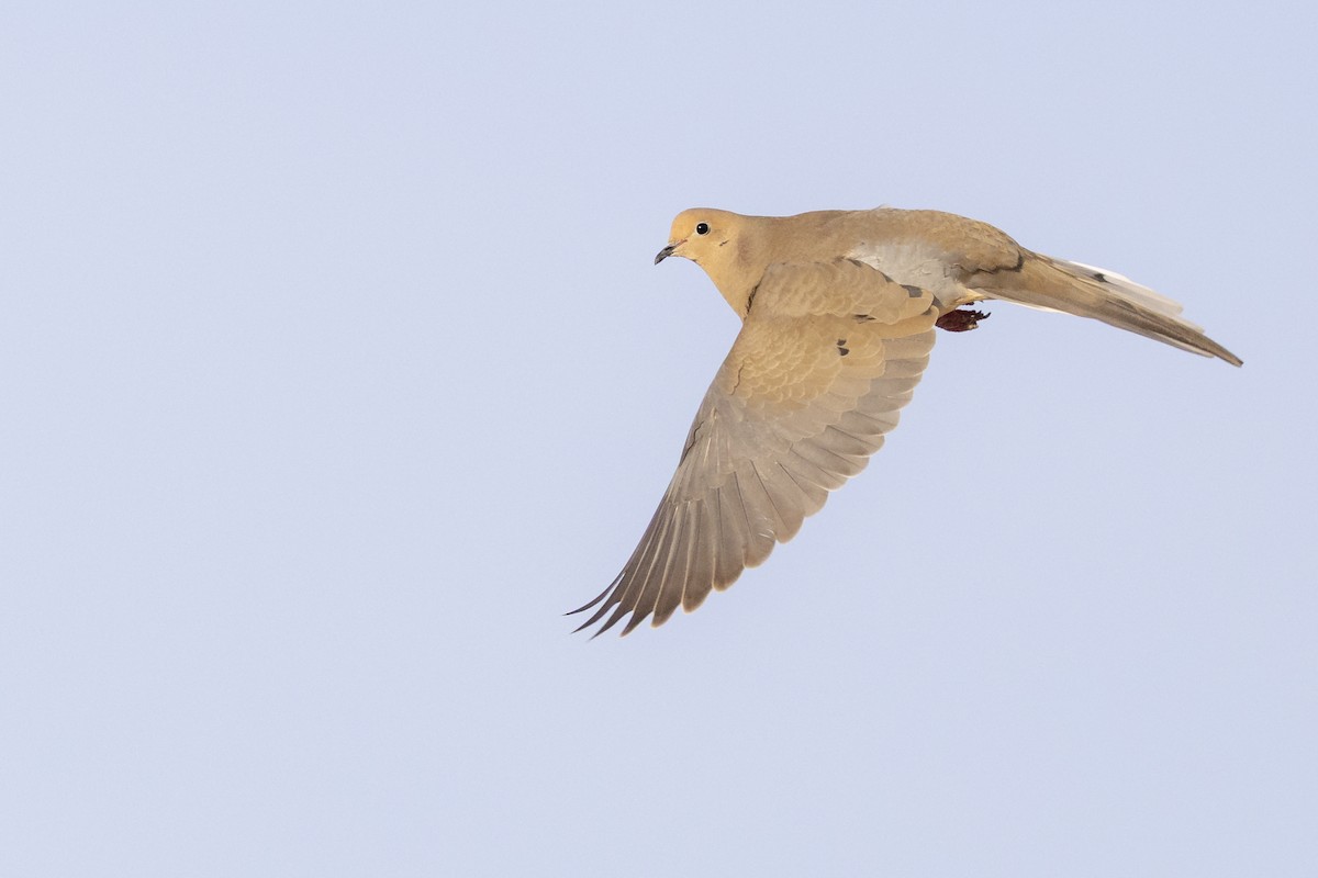 Mourning Dove - ML655477802