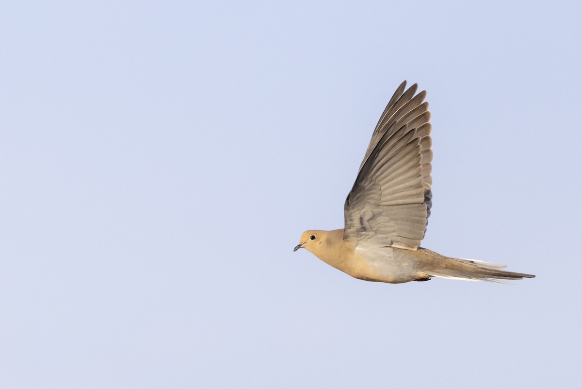 Mourning Dove - ML655477803