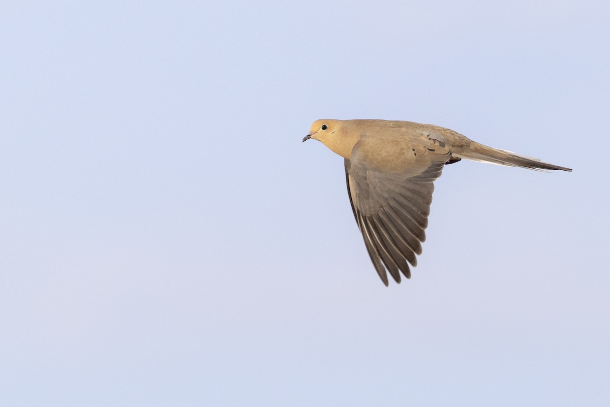 Mourning Dove - ML655477804