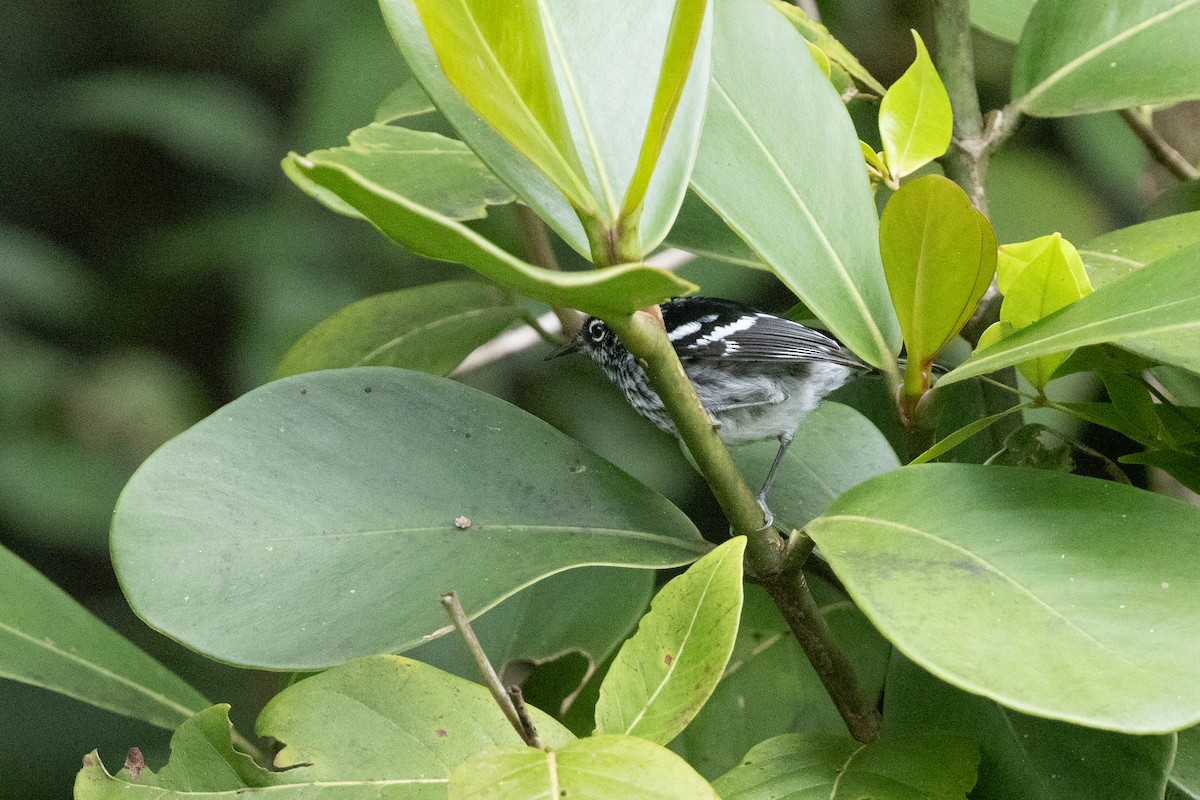 Elfin-woods Warbler - ML655478197