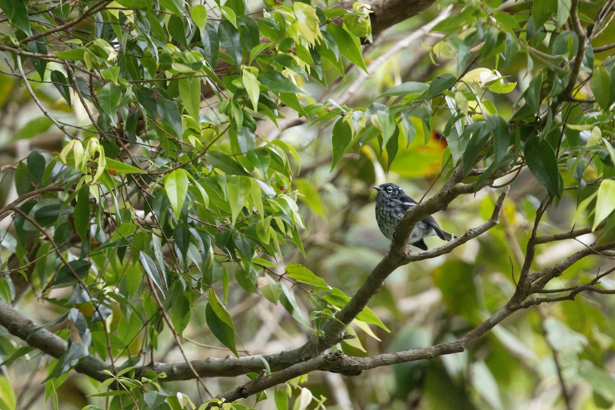 Elfin-woods Warbler - ML655478198