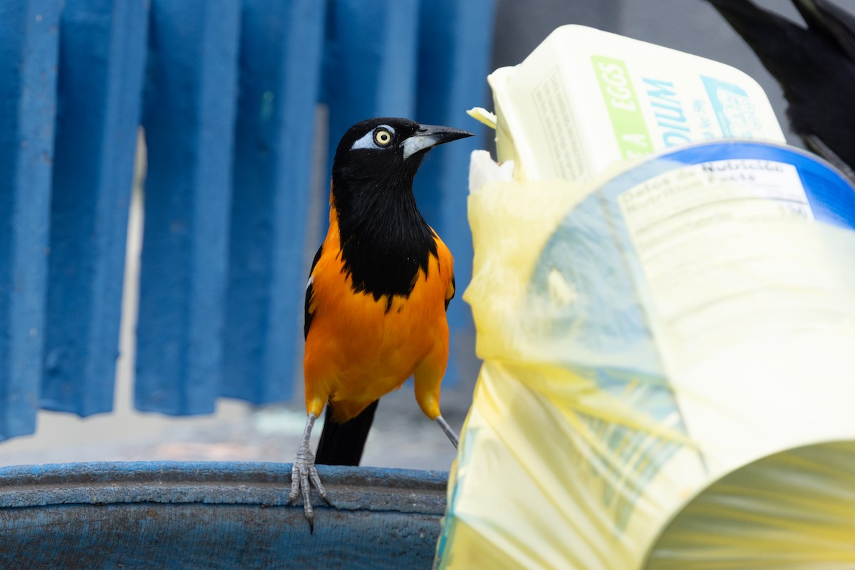 Venezuelan Troupial - ML655478299