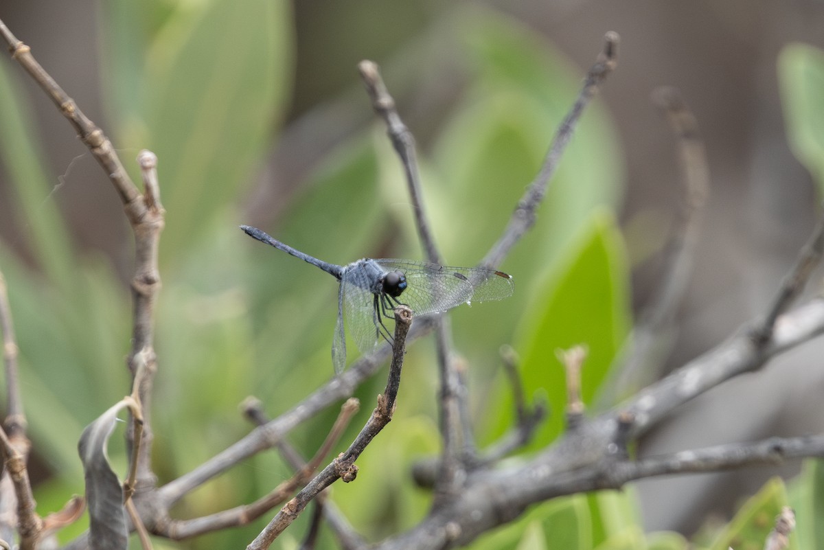 Seaside Dragonlet - ML655478791