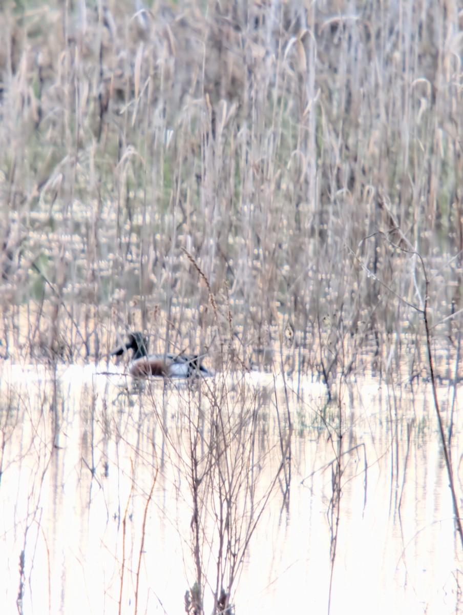 Ahate mokozabal zuria - ML655478910