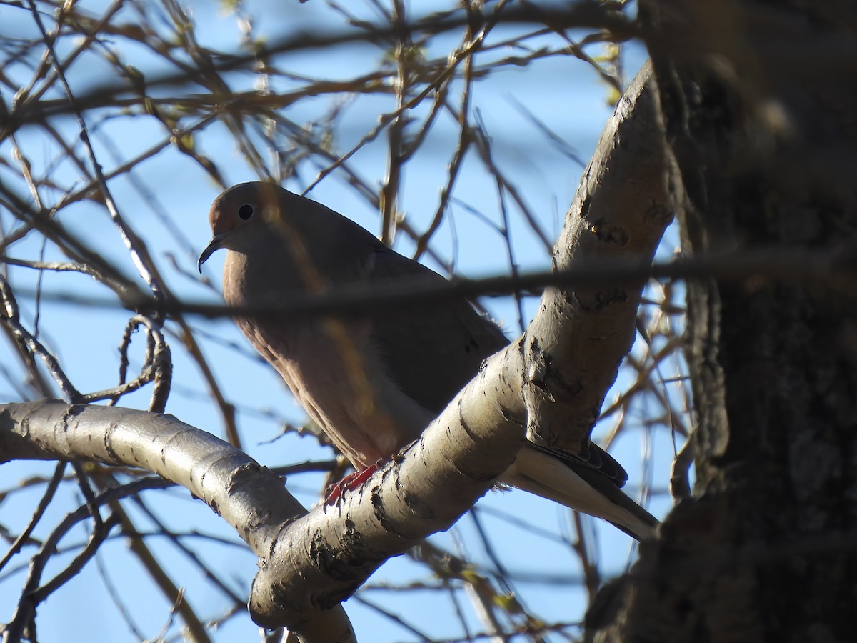 Mourning Dove - ML655479274