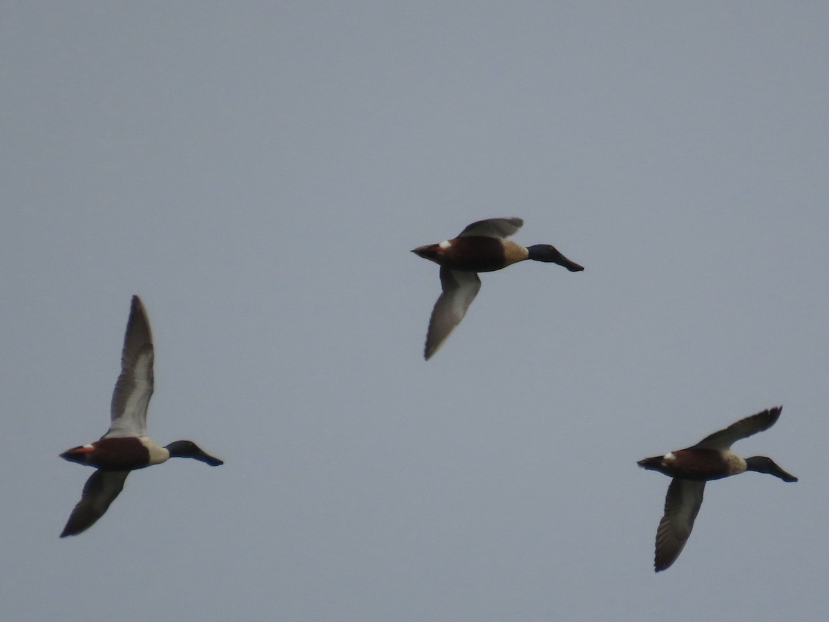 Ahate mokozabal zuria - ML655479958