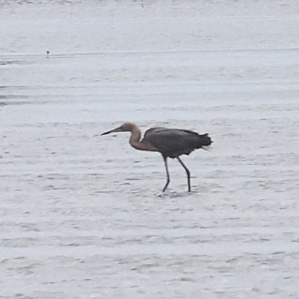 Reddish Egret - ML655480056