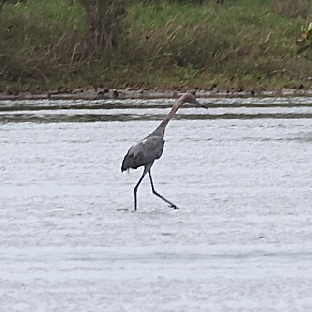 Reddish Egret - ML655480057