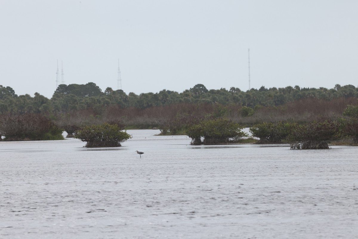 Reddish Egret - ML655480059