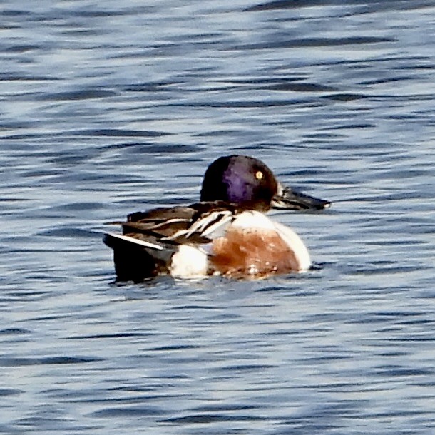 Ahate mokozabal zuria - ML655480142