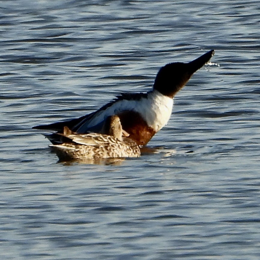 Ahate mokozabal zuria - ML655480143