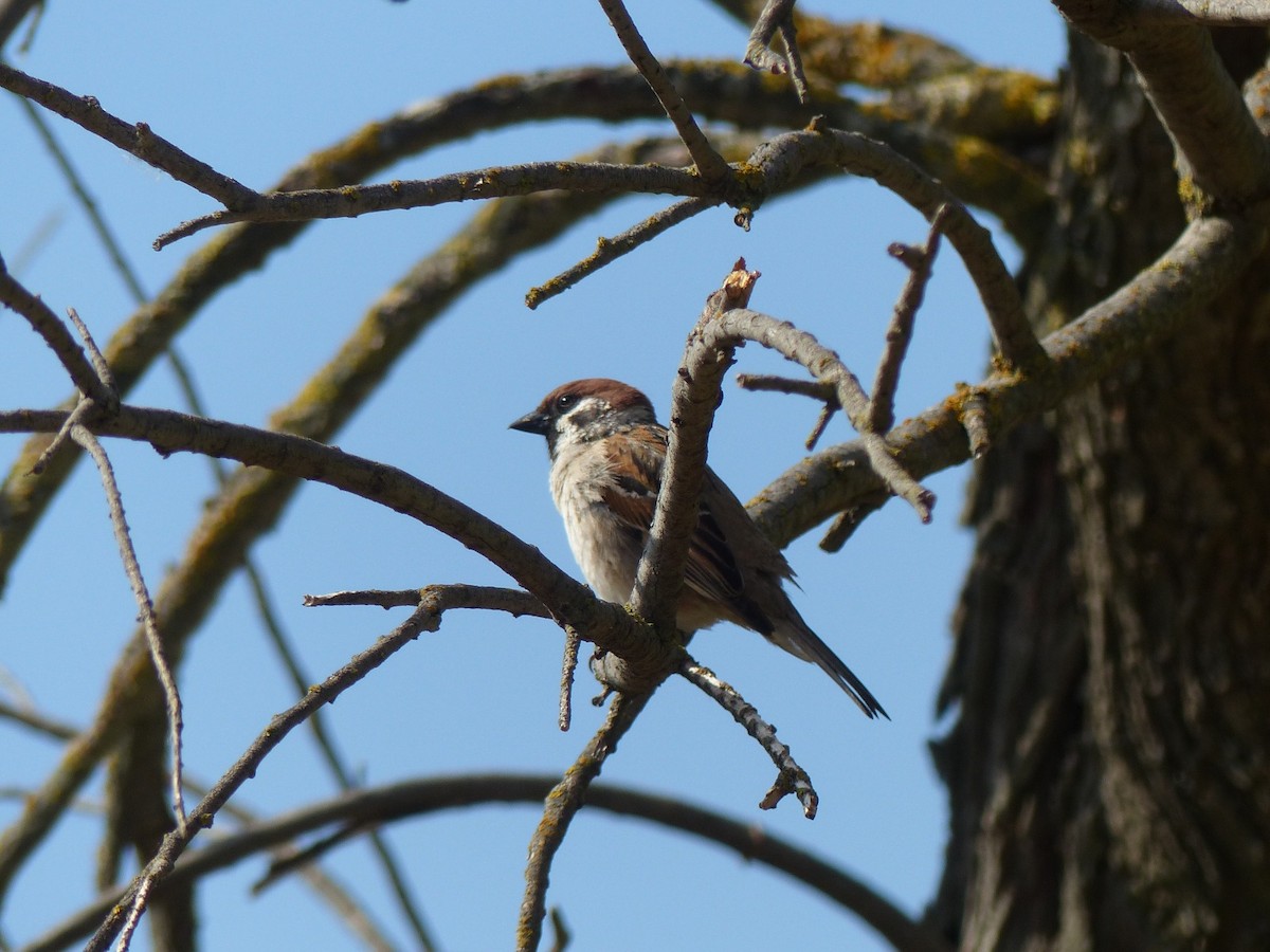 Eurasian Tree Sparrow - ML655480867