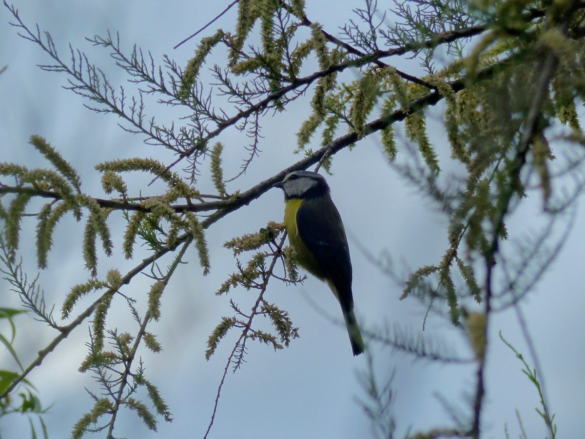 Eurasian Blue Tit - ML655481478