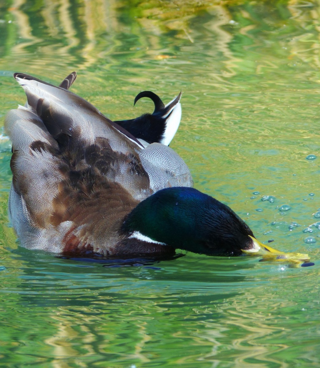 Mallard - ML655481621