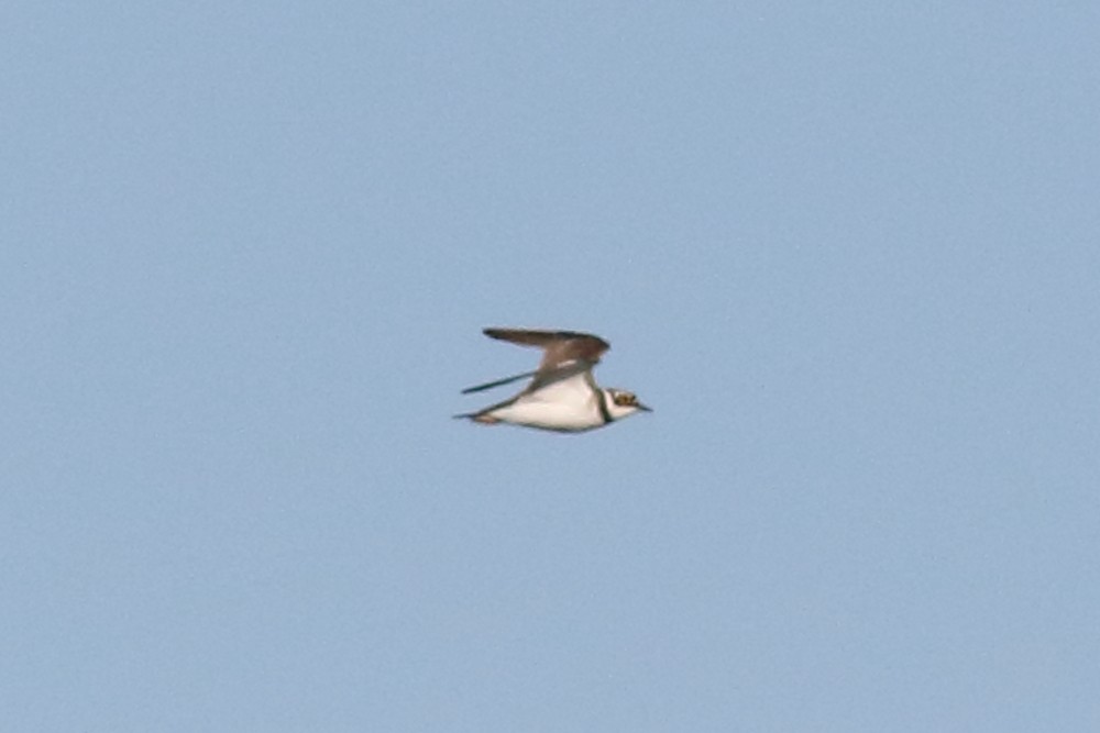 Little Ringed Plover - Joe Stockwell