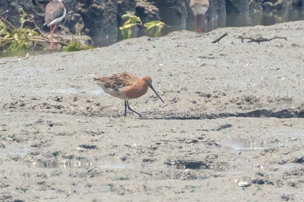 Asian Dowitcher - ML655483580