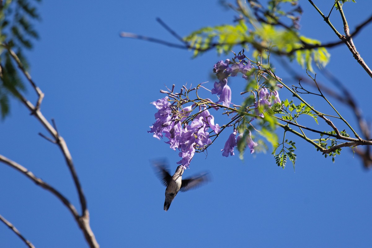 Ruby-throated Hummingbird - ML655486389