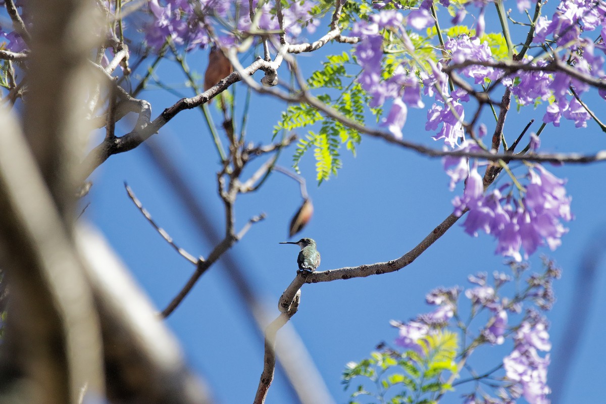 Ruby-throated Hummingbird - ML655486390