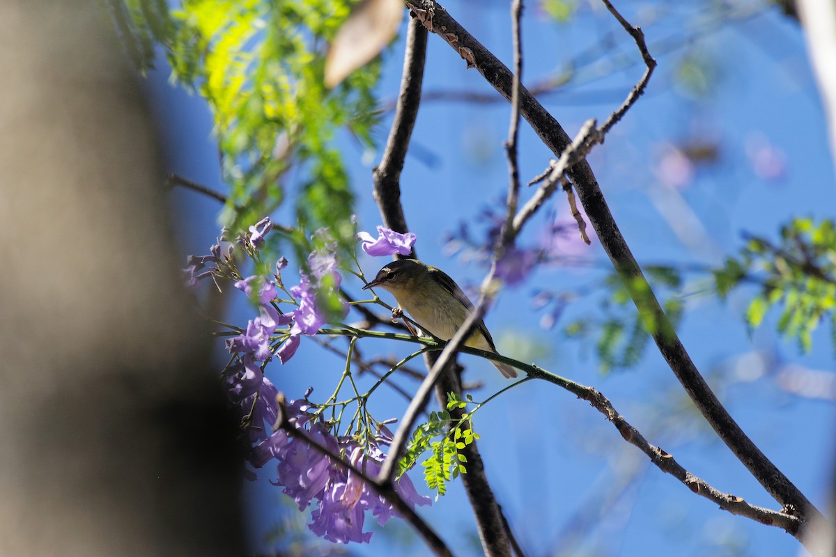 Tennessee Warbler - ML655486429