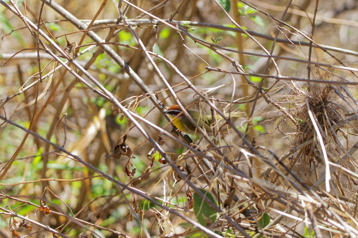 Rufous-capped Warbler - ML655486439