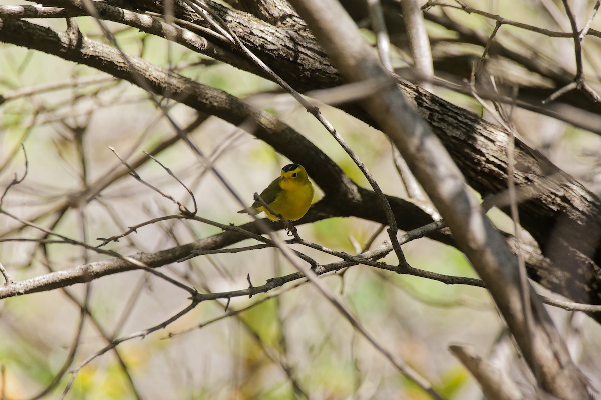 Wilson's Warbler - ML655486452