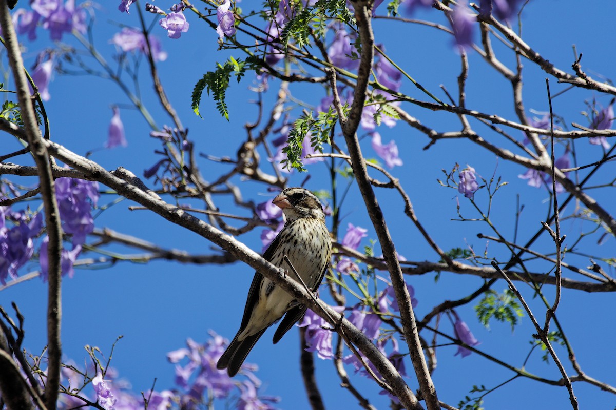 Rose-breasted Grosbeak - ML655486460