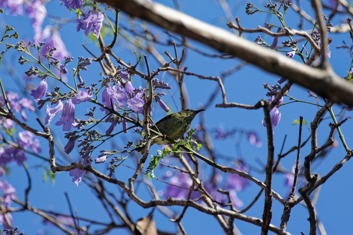 Red-legged Honeycreeper - ML655486472