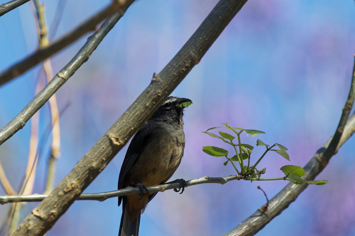 Cinnamon-bellied Saltator - ML655486481